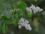 Ligustrum sinense Louriere