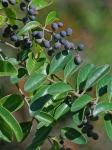 Ligustrum sinense Louriere