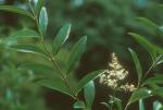 Ligustrum vulgare L.