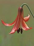 Lilium canadense L.