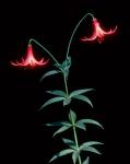 Lilium canadense L.