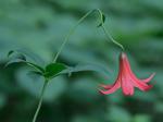 Lilium canadense L.