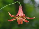 Lilium canadense L.