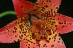 Lilium canadense L.