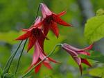 Lilium canadense L.