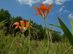 Lilium catesbaei Walter