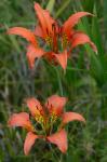 Lilium catesbaei Walter