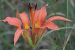 Lilium catesbaei Walter