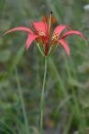 Lilium catesbaei Walter