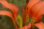 Lilium catesbaei Walter