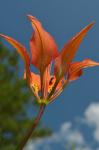 Lilium catesbaei Walter