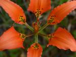 Lilium catesbaei Walter