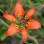 Lilium catesbaei Walter
