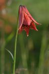 Lilium grayi S. Wats.
