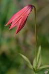 Lilium grayi S. Wats.