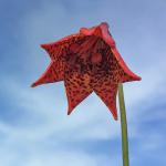 Lilium grayi S. Wats.