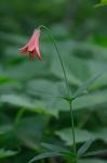 Lilium grayi S. Wats.