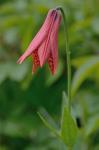 Lilium grayi S. Wats.