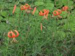 Lilium lancifolium Thunb.