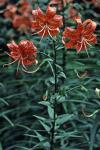 Lilium lancifolium Thunb.