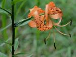 Lilium lancifolium Thunb.