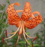 Lilium lancifolium Thunb.