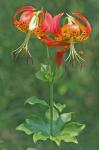 Lilium michauxii Poir.