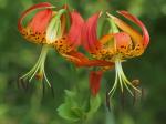 Lilium michauxii Poir.