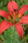 Lilium philadelphicum L.