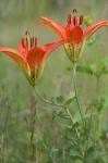 Lilium philadelphicum L.
