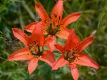 Lilium philadelphicum L.