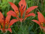 Lilium philadelphicum L.