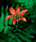 Lilium philadelphicum L.