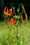 Lilium pyrophilum M.W. Skinner & Sorrie