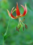 Lilium pyrophilum M.W. Skinner & Sorrie