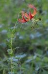 Lilium pyrophilum M.W. Skinner & Sorrie
