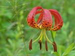 Lilium pyrophilum M.W. Skinner & Sorrie