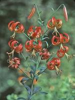Lilium superbum L.