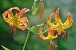 Lilium superbum L.