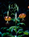 Lilium superbum L.