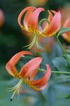 Lilium superbum L.