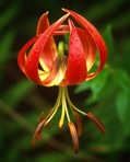 Lilium superbum L.