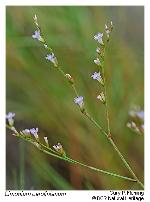 Limonium carolinianum (Walter) Britton