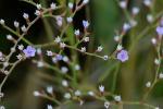 Limonium carolinianum (Walter) Britton