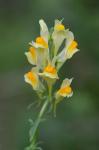 Linaria vulgaris P. Mill.