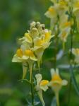 Linaria vulgaris P. Mill.