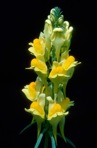Linaria vulgaris P. Mill.