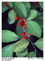 Lindera benzoin (L.) Blume