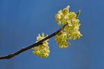 Lindera benzoin (L.) Blume