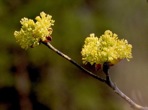 Lindera benzoin (L.) Blume